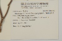 福建賽衛矛、福建假衛矛藏品圖，第2張