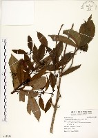 瓊楠藏品圖，第1張