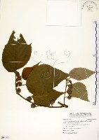 構樹藏品圖，第1張