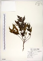 十子木、加入舅藏品圖，第1張