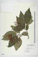 梜木藏品圖，第1張