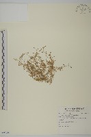 漆姑草藏品圖，第1張