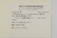 茯苓菜藏品圖，第2張