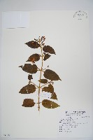 阿里山忍冬、漸尖葉忍冬藏品圖，第1張