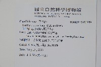 阿里山忍冬、漸尖葉忍冬藏品圖，第2張