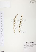 天門冬藏品圖，第1張