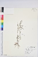 銳葉小還魂藏品圖，第1張