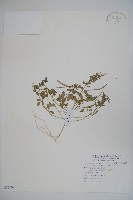平伏莖白花菜、成功白花菜藏品圖，第1張
