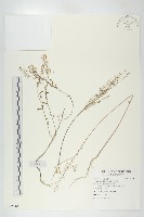獨行菜藏品圖，第1張