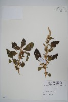 刺莧藏品圖，第1張