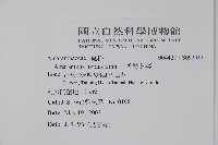 凹葉野莧菜藏品圖，第2張