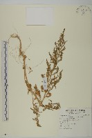 臭杏、土荊芥藏品圖，第1張