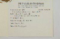 臭杏、土荊芥藏品圖，第2張