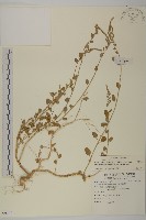 變葉藜藏品圖，第1張