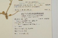 變葉藜藏品圖，第2張