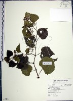 漢氏山葡萄藏品圖，第1張