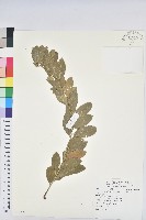 葉底珠、市蔥密花葉底珠藏品圖，第1張