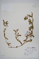 蓮子草藏品圖，第1張