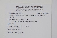 蓮子草藏品圖，第2張