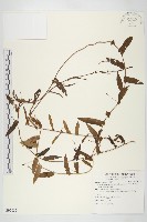 戟葉菜欒藤藏品圖，第1張