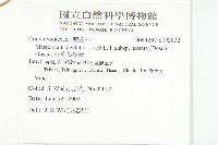 戟葉菜欒藤藏品圖，第2張