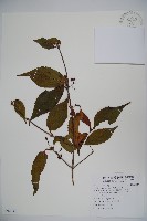 呂宋莢迷藏品圖，第1張