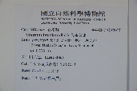 呂宋莢迷藏品圖，第2張