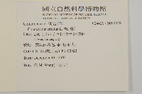 綠紐樹藏品圖，第2張
