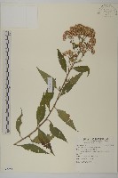 臺灣馬蘭藏品圖，第1張