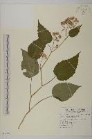 臺灣山白蘭藏品圖，第1張