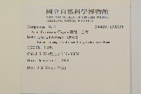 臺灣山白蘭藏品圖，第2張