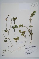 華九頭獅子草藏品圖，第1張