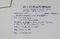 華九頭獅子草藏品圖，第2張