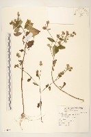 嶺南野菊藏品圖，第1張