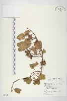 馬鞍藤藏品圖，第1張