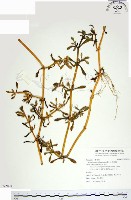 海馬齒藏品圖，第1張