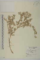 馬氏濱藜藏品圖，第1張