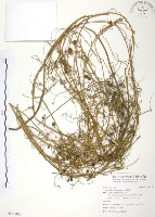 無根草藏品圖，第1張