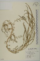 裸花鹼蓬藏品圖，第1張