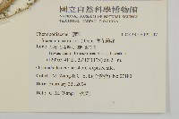 裸花鹼蓬藏品圖，第2張