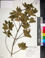 苦林盤藏品圖，第1張