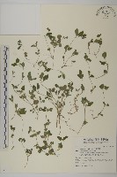 金腰箭舅藏品圖，第1張