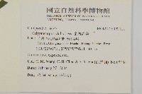 金腰箭舅藏品圖，第2張