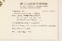 銀膠菊藏品圖，第2張