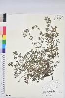 紫斑大戟藏品圖，第1張