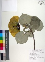 黃槿藏品圖，第1張