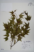 青楓藏品圖，第1張