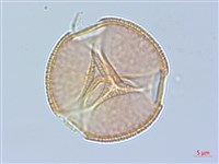 青楓藏品圖，第3張