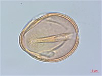 青楓藏品圖，第4張