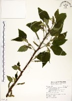 構樹藏品圖，第1張
